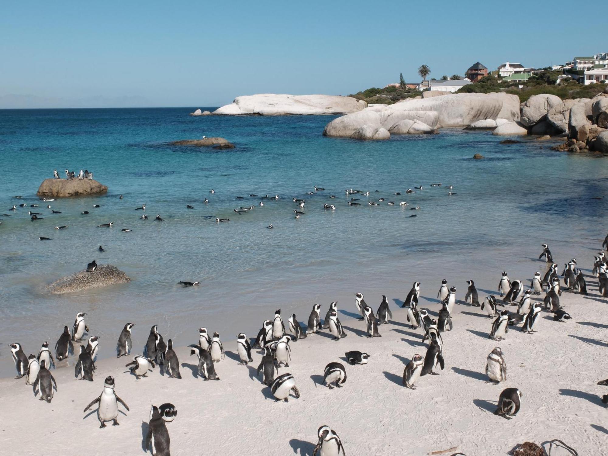 Penguin Haven . Luxury 2 Bedroom, Boulders Beach. เคปทาวน์ ภายนอก รูปภาพ