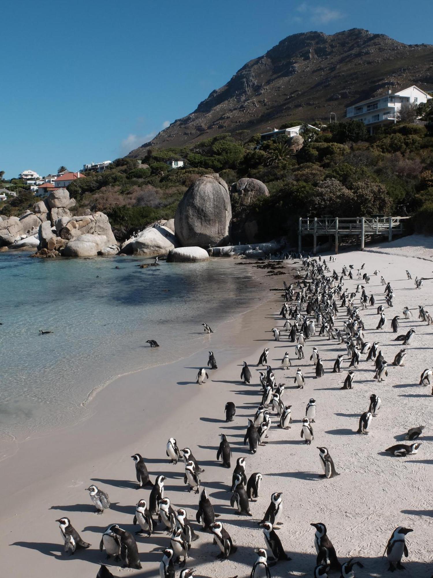 Penguin Haven . Luxury 2 Bedroom, Boulders Beach. เคปทาวน์ ภายนอก รูปภาพ